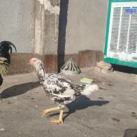 مرغ لاری|حیوانات مزرعه|مشهد, امیرآباد|دیوار