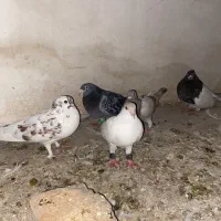 کفتر