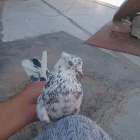 سرور کبوتر