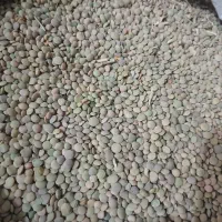 عدس دیم|خوردنی و آشامیدنی|اسفراین, |دیوار