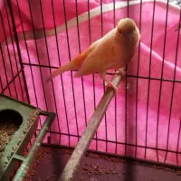 قناری نر|پرنده|کرمان, |دیوار