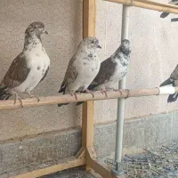 کبوتر نر کاشونی|پرنده|شاهین‌شهر, شهرک هشت بهشت|دیوار