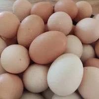 تخم مرغ محلی