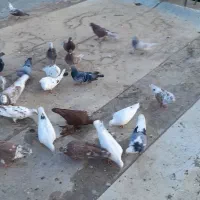 کفتر