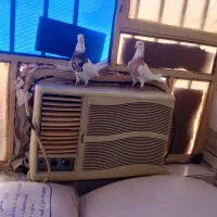 جفت طوقی عتیقه