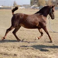 مادیون درجه یک ناب|اسب و تجهیزات اسب‌سواری|مرودشت, مسجد رسول‎|دیوار