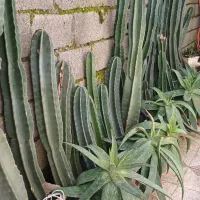 کاکتوس پریانوس