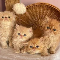 تعدادی گربه ملوس/واکسن زده/با تایید سلامت واصالت|گربه|تهران, شهرک غرب|دیوار