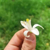 گل بهار نارنج تازه