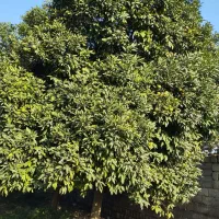 نارنج سردرختی|عمده‌فروشی|آمل, |دیوار