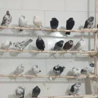 فروش  کبوتر‌کاشونی دمگیر طوقی شازده به قیمت خوب|پرنده|شاهین‌شهر, شهرک گلدیس|دیوار