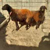 میش شیشک افشاری