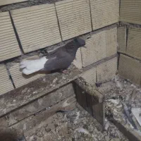 پرنده دم سفید ماده