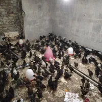 جوجه مرغ 40 روزه اردک|حیوانات مزرعه|قم, دورشهر|دیوار