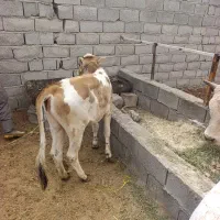 گوساله رگایی سیمینتال اصل