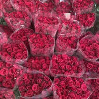 جشنواره رز هلندی بدونه واسطه ازگلخانه