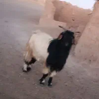 دبر  ترکی