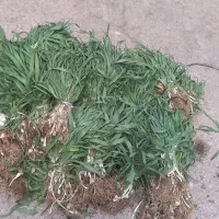 ملر کوهی یا همون پیاز کوهی