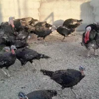 بوقلمون نر و ماده