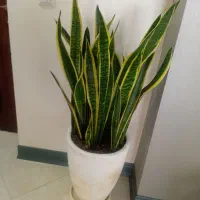 گل سانسورها بهمراه گلدان بزرگ