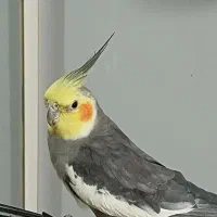 عروس هلندی سیامون معاوضه با کوتوله