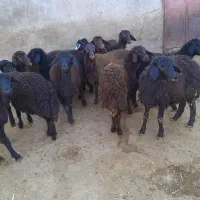 ۱۳عددبره ماده قرهقزل