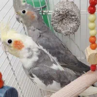 عروس هلندی جفت جوان