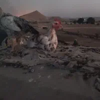 خروس محلی.گچساران|حیوانات مزرعه|آبپخش, |دیوار