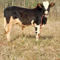 ورزا کوله گوساله نر ج گاو نر