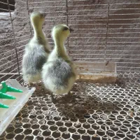 بقلمون  غاز   جوجه قو  و خروس