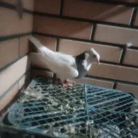 یک کبوتر طوقی یه ماده خیلی خوب جوانه 7ماهشه
