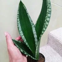 انواع سانسوریا