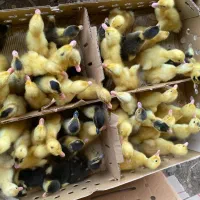 مرغابی اوردک یک روزه