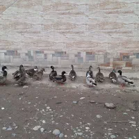 اردک پروازی تایم بالا