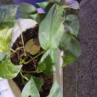 نیرو اشپزخانه (خانم)