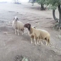 گوسفند داشتی