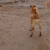 سگ سرابی|سگ|شادیان, |دیوار