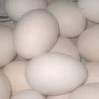 تخم مرغ نطفه دار وخوردنی|حیوانات مزرعه|اهواز, کوی علوی|دیوار