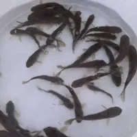 بچه ماهی گرمابی