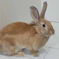 واگذاری خرگوش لوپ