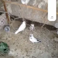 ۲۰عددکفترفروشی تکی نمیدم همه باهم دونه ای ۱۰۰