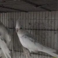 عروس هلندی دوکت البینو|پرنده|بندرعباس, |دیوار