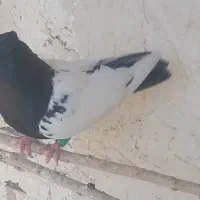 کفتررنگی پرشی قیمت منصفانه
