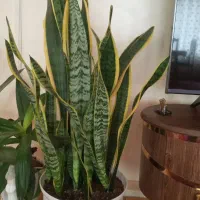 گل سانسوریا