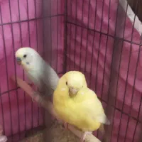 فروش جفت مرغ عشق