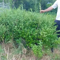 یاس هلندی سطل ۳ قیچی خورده قد یکو نیم