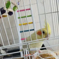عروس هلندی جفت سالم