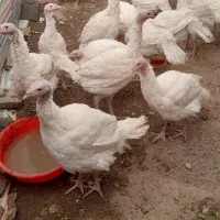 بوقلمون گوشتی بیوتی|حیوانات مزرعه|مشگین شهر, |دیوار