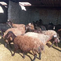 گوسفند زنده بره.ماده شیشک