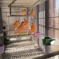 قناری رسمی سرخ و موزاییکی